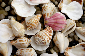 pebble and seashell