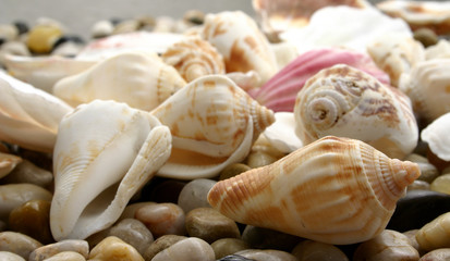 pebble and seashell