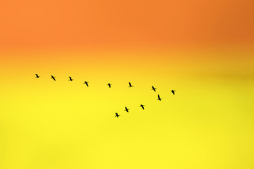 birds in classic "v" formation