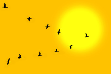 birds in classic 