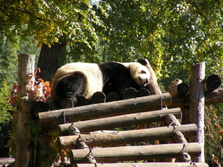 giant panda in beijing