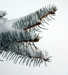 snow-covered pine branch