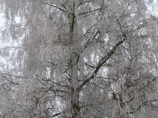 frosty tree