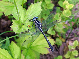 greater dragonfly.