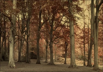 Photo sur Plexiglas Olivier arbres et feuilles