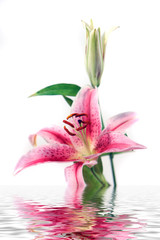 iris flower with reflection in water