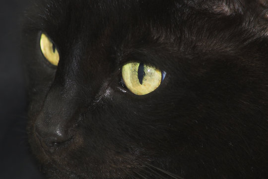 face of a black cat