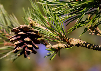 conifer