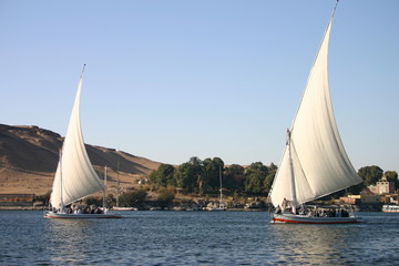 Fototapeta premium flaukas on nile