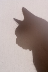 silhouetted cat
