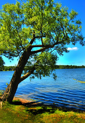 leaning tree