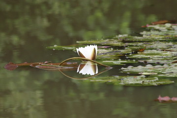 lilly pads