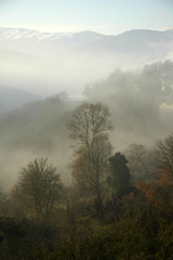 Fototapeta na wymiar trees_on_fog