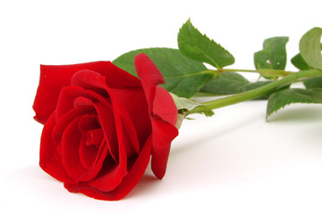 red rose