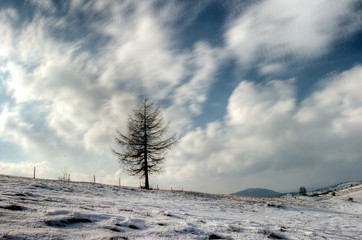 winter tree