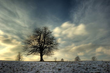 winter tree
