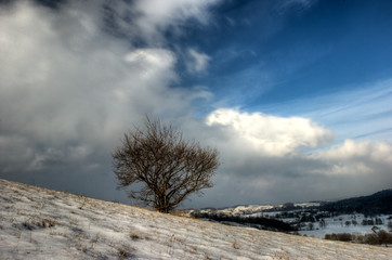 winter tree