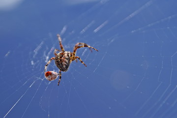 spider eating ladybird 2