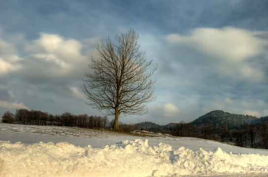 winter tree