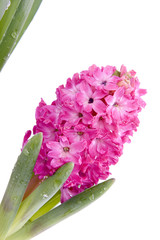 flower hyacinth