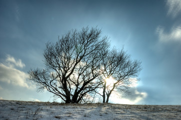 winter tree