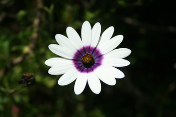 white daisy