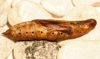 chrysalis transformation