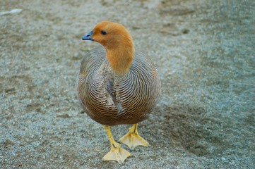canard roux
