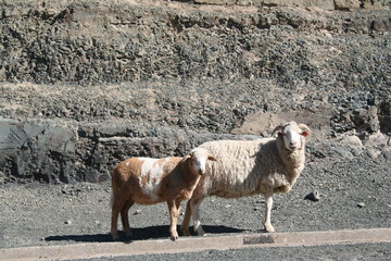 sheep on the road