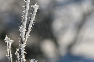 givre