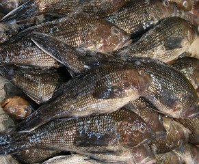 fresh fish background