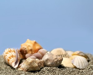 seashells