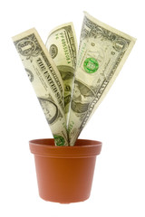 us money plant