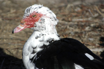 muscovy duck