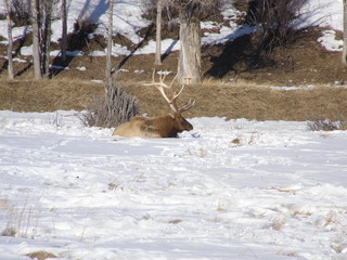 male elk on snow