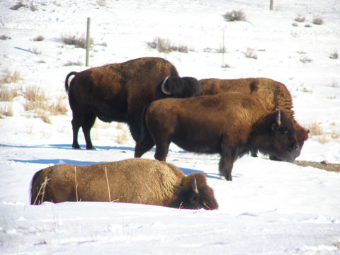 buffalo in winter