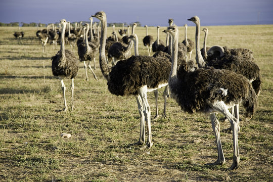 autruches en afrique du sud