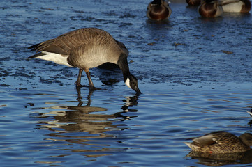 thirsty canada goose