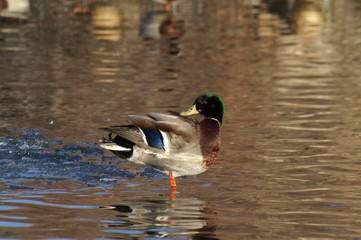 colorful mallard