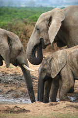 Fototapeta na wymiar Republika Południowej Afryki słonie