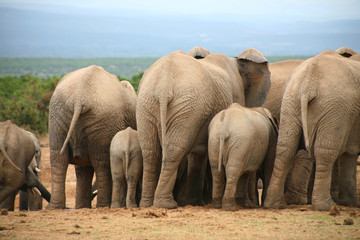 elephants d’afrique du sud
