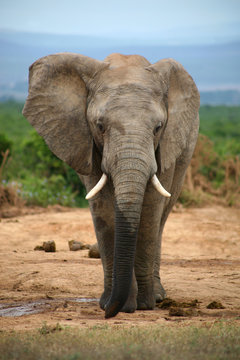elephants d’afrique du sud