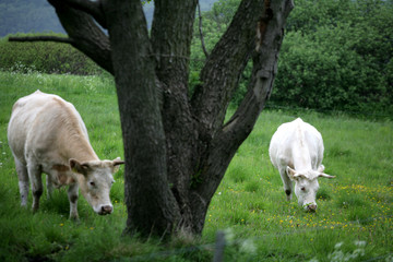 Obraz premium danish cows