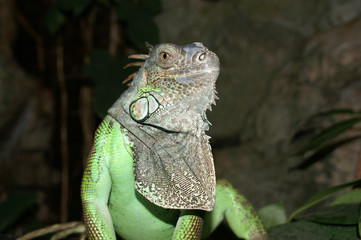green iguana