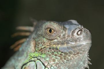 green iguana
