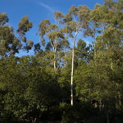 eucalyptus dans la forêt