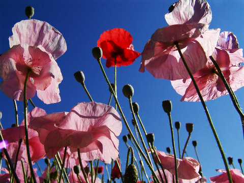 papaveri rosa cielo blu