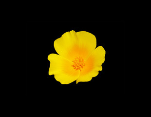 mexican poppy