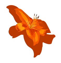 lilie - lily © Bettina Krammer