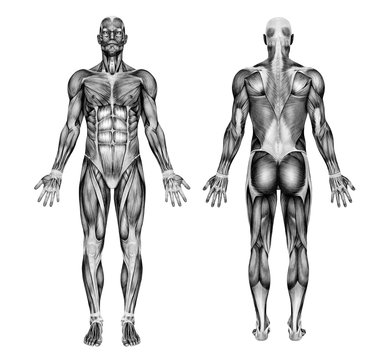 male muscles - pencil drawing style - 3d render